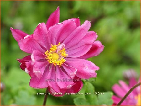 Anemone hybrida &#39;Bressingham Glow&#39;