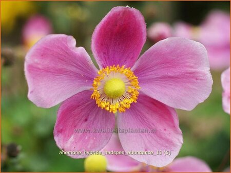 Anemone hybrida &#39;Hadspen Abundance&#39;