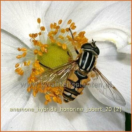 Anemone hybrida &#39;Honorine Jobert&#39;