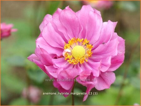 Anemone hybrida &#39;Margarette&#39;