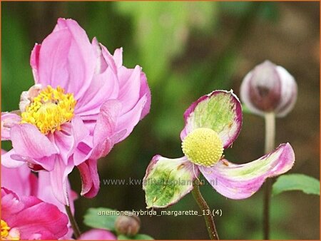 Anemone hybrida &#39;Margarette&#39;