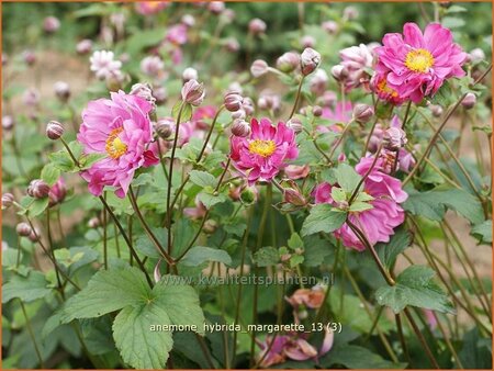 Anemone hybrida &#39;Margarette&#39;