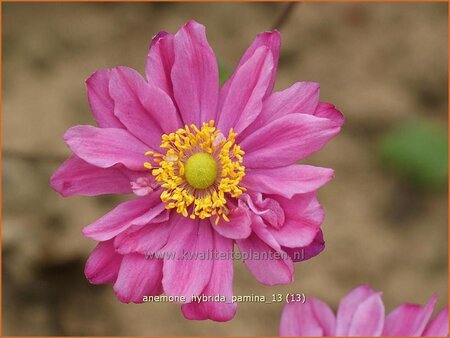 Anemone hybrida &#39;Pamina&#39;