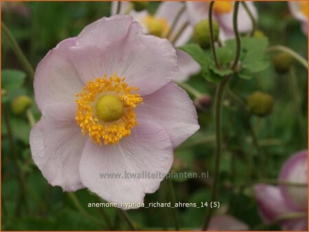 Anemone hybrida &#39;Richard Ahrens&#39;