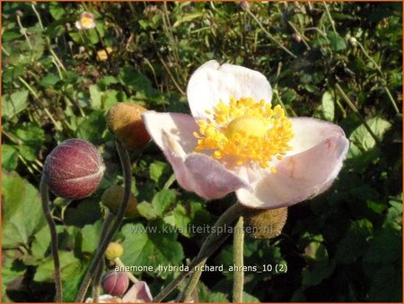 Anemone hybrida &#39;Richard Ahrens&#39;