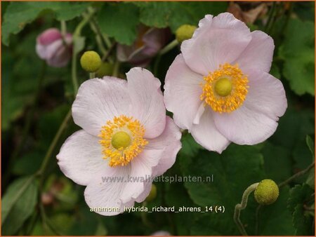 Anemone hybrida &#39;Richard Ahrens&#39;