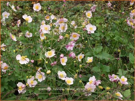 Anemone hybrida &#39;Richard Ahrens&#39;