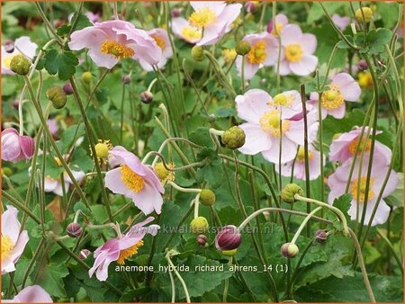 Anemone hybrida &#39;Richard Ahrens&#39;