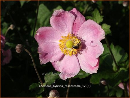 Anemone hybrida &#39;Rosenschale&#39;