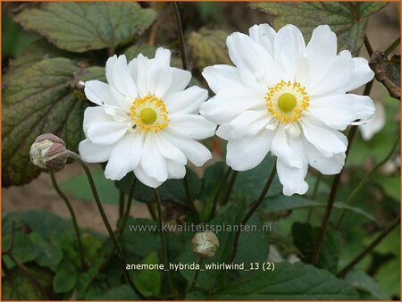 Anemone hybrida &#39;Whirlwind&#39;
