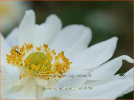 Anemone hybrida &#39;Whirlwind&#39;