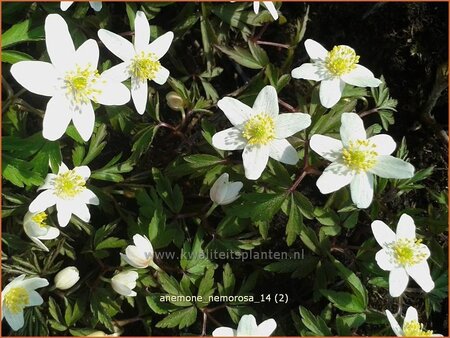 Anemone nemorosa