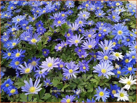 Anemone blanda