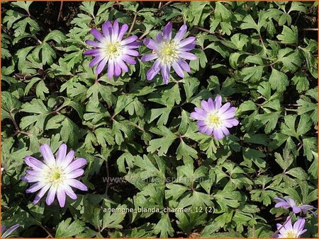 Anemone blanda 'Charmer'