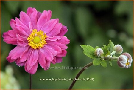 Anemone hupehensis &#39;Prinz Heinrich&#39;