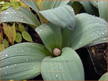 Allium karataviense