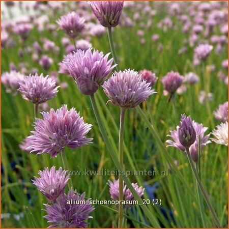 Allium schoenoprasum