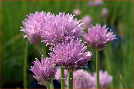 Allium schoenoprasum