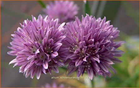 Allium schoenoprasum