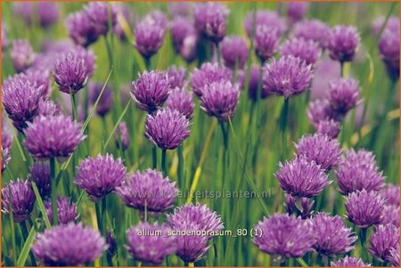 Allium schoenoprasum