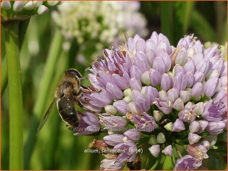 Allium senescens