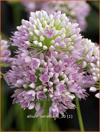 Allium senescens