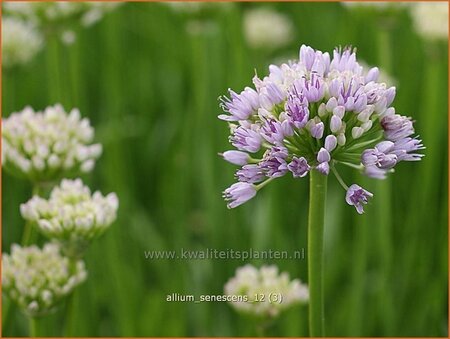 Allium senescens