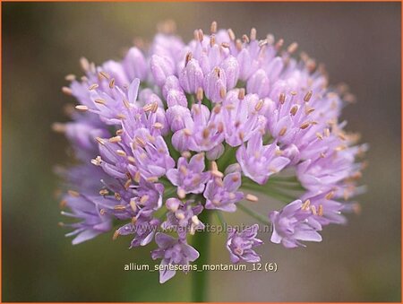 Allium senescens montanum