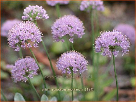 Allium senescens montanum