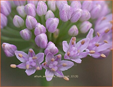 Allium senescens montanum