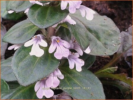 Ajuga reptans &#39;Purple Torch&#39;