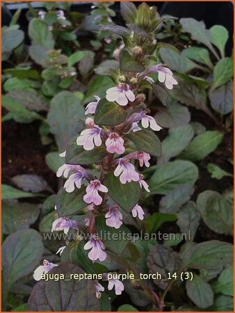 Ajuga reptans &#39;Purple Torch&#39;