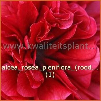 Alcea rosea &#39;Double Scarlet&#39;