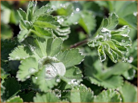 Alchemilla erythropoda