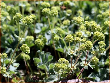 Alchemilla erythropoda