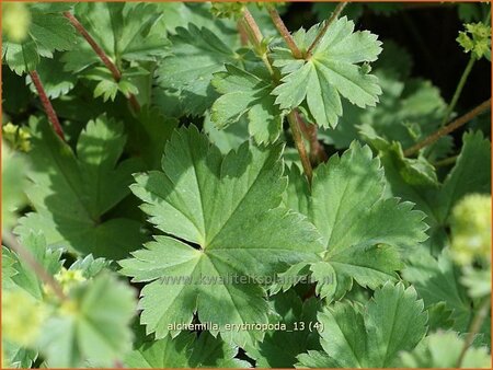 Alchemilla erythropoda