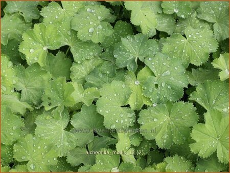 Alchemilla mollis