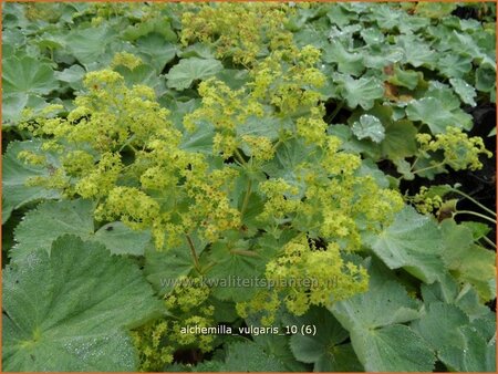 Alchemilla vulgaris