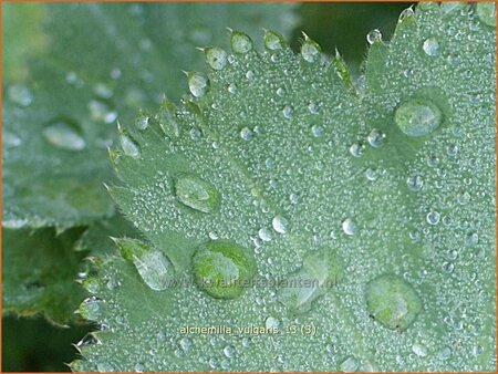 Alchemilla vulgaris