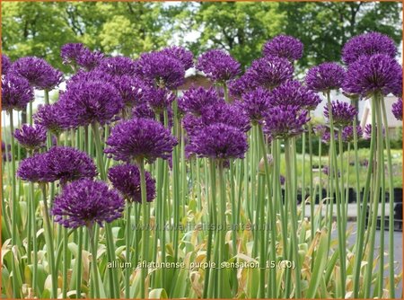 Allium aflatunense &#39;Purple Sensation&#39;