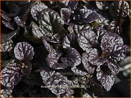 Ajuga reptans &#39;Black Scallop&#39;