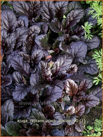 Ajuga reptans &#39;Black Scallop&#39;