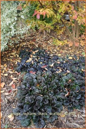 Ajuga reptans &#39;Black Scallop&#39;