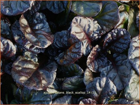 Ajuga reptans &#39;Black Scallop&#39;