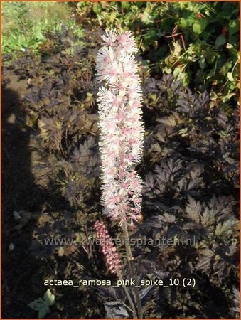 Actaea ramosa &#39;Pink Spike&#39;