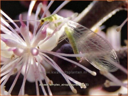 Actaea simplex &#39;Atropurpurea&#39;
