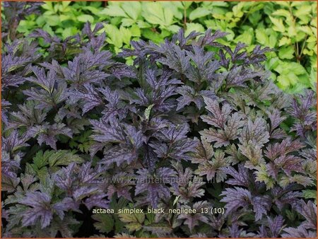 Actaea simplex &#39;Black Negligee&#39;