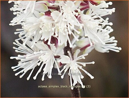 Actaea simplex &#39;Black Negligee&#39;