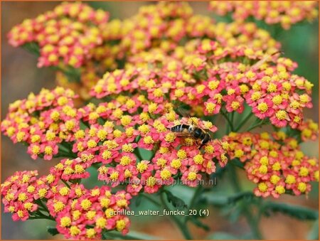 Achillea &#39;Walter Funcke&#39;