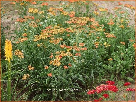 Achillea &#39;Walter Funcke&#39;